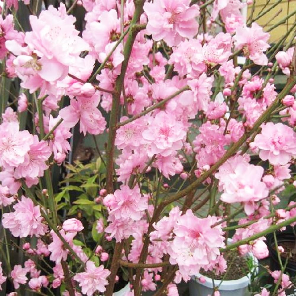 Amazon.co.jp: 花桃の苗木 宝塚小町(八重咲ピンク花) 3.5号 2個セット